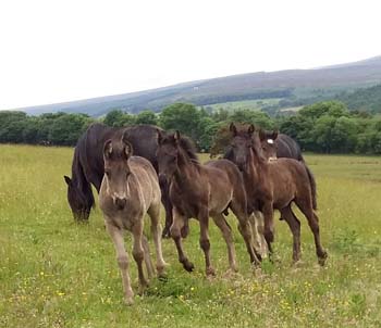 four fell pony colt foals